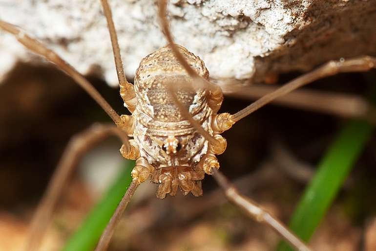 Phalangiidae da Malta